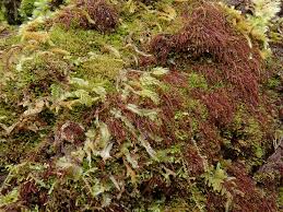 Attēlu rezultāti vaicājumam “Nowellia curvifolia”