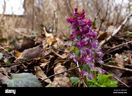 Attēlu rezultāti vaicājumam “Corydalis intermedia leaf”