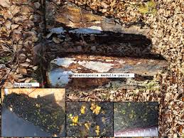 Attēlu rezultāti vaicājumam “Perenniporia medulla-panis”