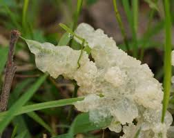 Attēlu rezultāti vaicājumam “Didymium proximum”