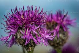 Attēlu rezultāti vaicājumam “Centaurea scabiosa flower”