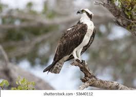 Image result for Pandion haliaetus