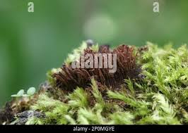 Attēlu rezultāti vaicājumam “Stemonitis herbatica spores”