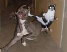 Cats vs Dogs | Amazing Creatures