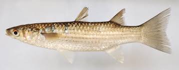 Image result for Mugil liza