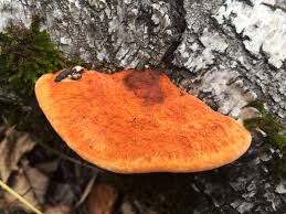 Attēlu rezultāti vaicājumam “Pycnoporus cinnabarinus”