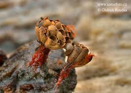 Attēlu rezultāti vaicājumam “Metatrichia vesparia”