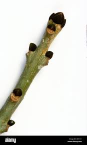 Attēlu rezultāti vaicājumam “Fraxinus excelsior Pendula bud”