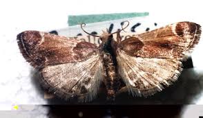 Attēlu rezultāti vaicājumam “Pyralis farinalis”