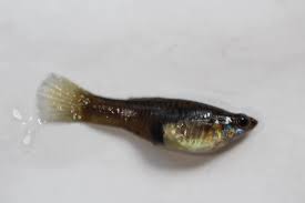 Attēlu rezultāti vaicājumam “Willkommlangea reticulata young”