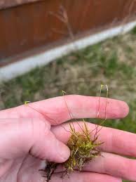 Attēlu rezultāti vaicājumam “Bryoerythrophyllum recurvirostrum”