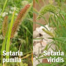 Attēlu rezultāti vaicājumam “Setaria viridis fruit”