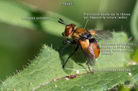 Attēlu rezultāti vaicājumam “Gymnosoma sp.”