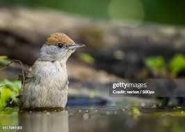 Attēlu rezultāti vaicājumam “Sylvia atricapilla”