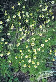 Attēlu rezultāti vaicājumam “Ranunculus acris”