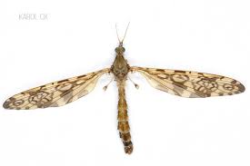 Attēlu rezultāti vaicājumam “Epiphragma ocellare”