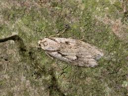 Attēlu rezultāti vaicājumam “Semioscopis steinkellneriana”