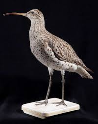 Attēlu rezultāti vaicājumam “Numenius arquata adult”