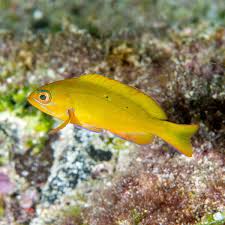 Image result for Cephalopholis fulva