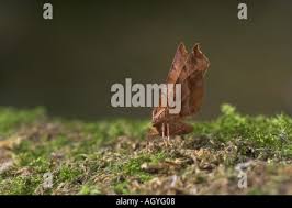 Attēlu rezultāti vaicājumam “Selenia dentaria larva”