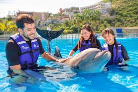 Image result for Adventure Dolphin
