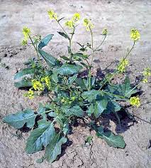 Attēlu rezultāti vaicājumam “Raphanus raphanistrum flower”