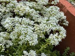 Attēlu rezultāti vaicājumam “Sedum album bud”