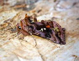 Attēlu rezultāti vaicājumam “Autographa pulchrina”