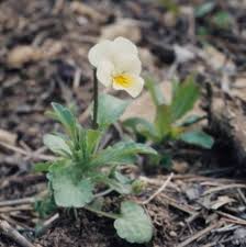 Attēlu rezultāti vaicājumam “Viola arvensis leaf”