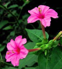 Image result for Mirabilis jalapa