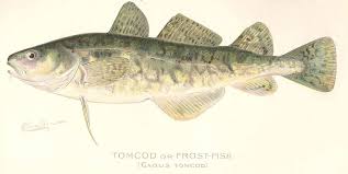 Image result for Microgadus tomcod