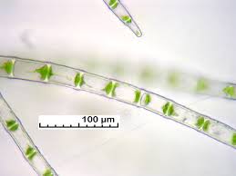 Attēlu rezultāti vaicājumam “Blepharostoma trichophyllum sporophyte”