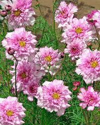 Image result for Cosmos bipinnatus `Double Click`