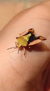 Attēlu rezultāti vaicājumam “Carpocoris sp.”