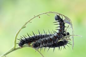 Attēlu rezultāti vaicājumam “Nymphalis antiopa underside”