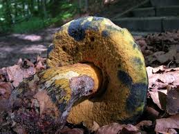 Attēlu rezultāti vaicājumam “Boletus luridus”