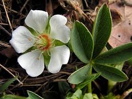 Attēlu rezultāti vaicājumam “Potentilla alba”