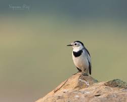 Attēlu rezultāti vaicājumam “Motacilla alba”