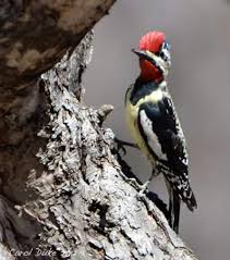 Image result for Sphyrapicus varius