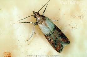 Attēlu rezultāti vaicājumam “Plodia interpunctella”