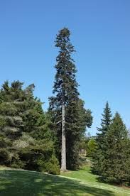 Attēlu rezultāti vaicājumam “Sacchiphantes abietis exuvia”