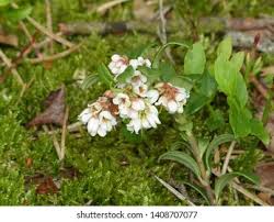 Attēlu rezultāti vaicājumam “Vaccinium vitis-idaea flower”