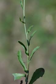 Attēlu rezultāti vaicājumam “Erigeron annuus leaf”