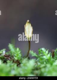 Attēlu rezultāti vaicājumam “Buxbaumia viridis”