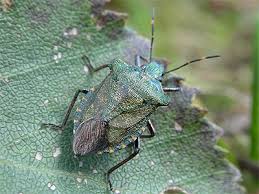 Attēlu rezultāti vaicājumam “Troilus luridus”