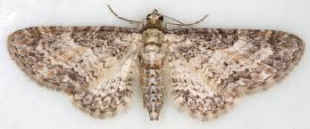 Attēlu rezultāti vaicājumam “Eupithecia subumbrata”