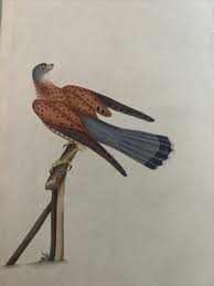 Attēlu rezultāti vaicājumam “Falco tinnunculus”