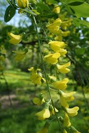 Attēlu rezultāti vaicājumam “Laburnum alpinum leaf”