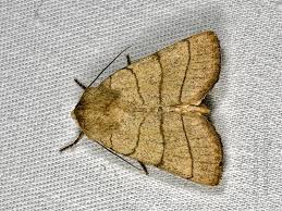 Attēlu rezultāti vaicājumam “Charanyca trigrammica”