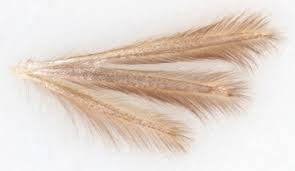 Attēlu rezultāti vaicājumam “Adaina microdactyla”